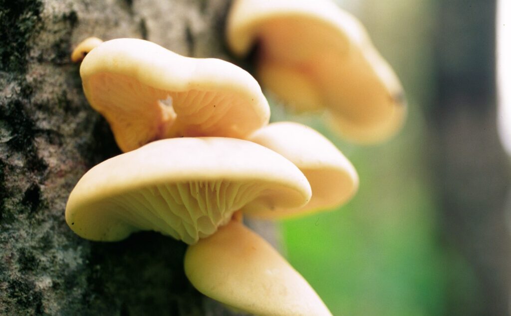 How to grow Pearl Oyster Mushrooms?