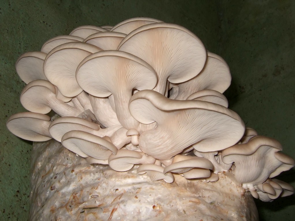 When to harvest Pearl Oyster Mushrooms