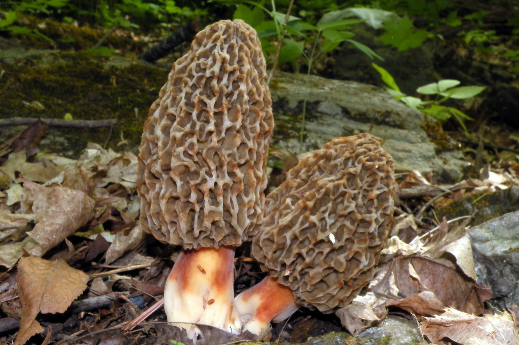 morel mushroom glasses
