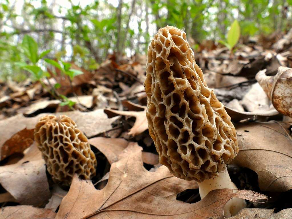 how much are morel mushrooms
