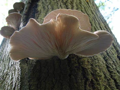 When to harvest Pearl Oyster Mushrooms