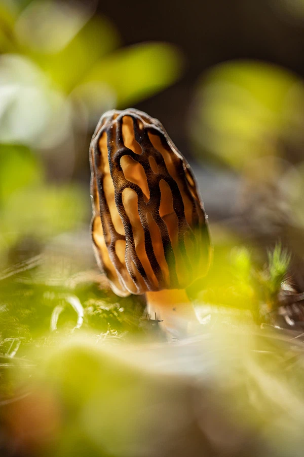 morel mushroom benefits
