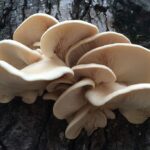 Pearl Oyster Mushroom the complete guide
