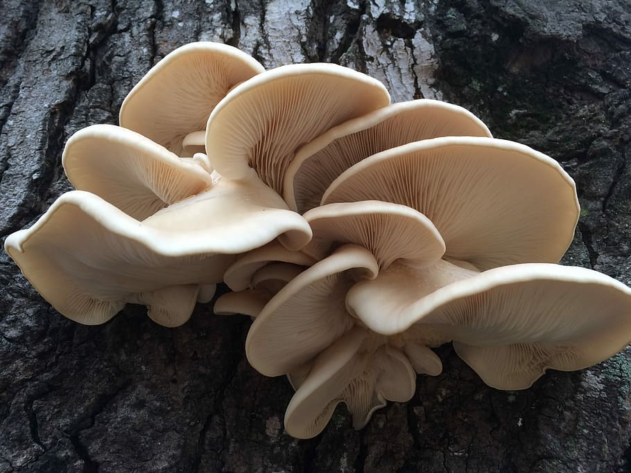 Pearl Oyster Mushroom the complete guide