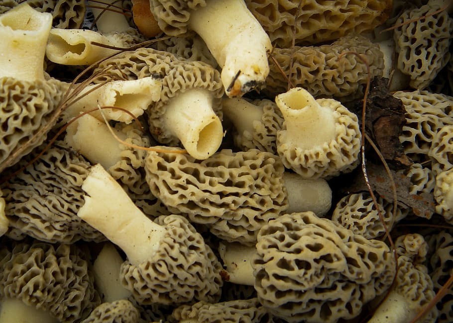 how much is a pound of morel mushrooms
